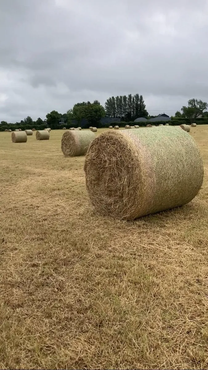 Hay - Image 1
