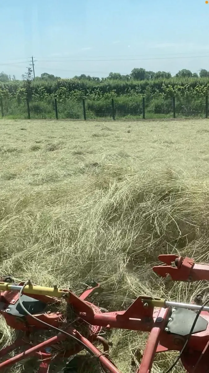 Hay - Image 2