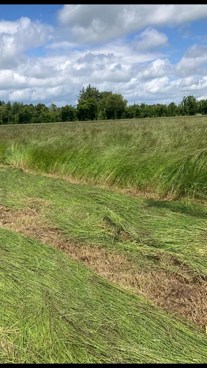 Hay - Image 3