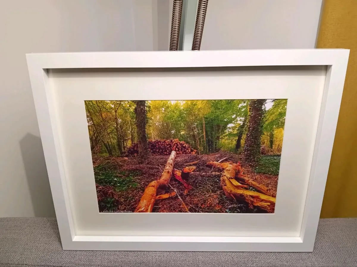 Rostellan woods - Image 2