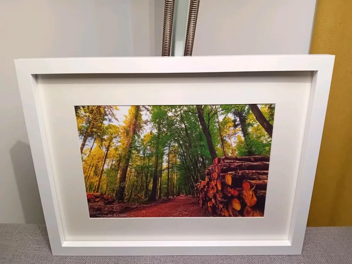 Rostellan woods - Image 1