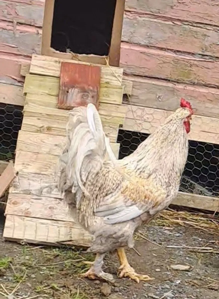 Rooster