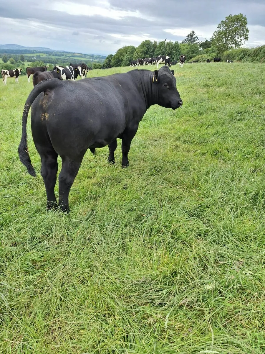 Pedigree Aberdeen Angus Bull - Image 2