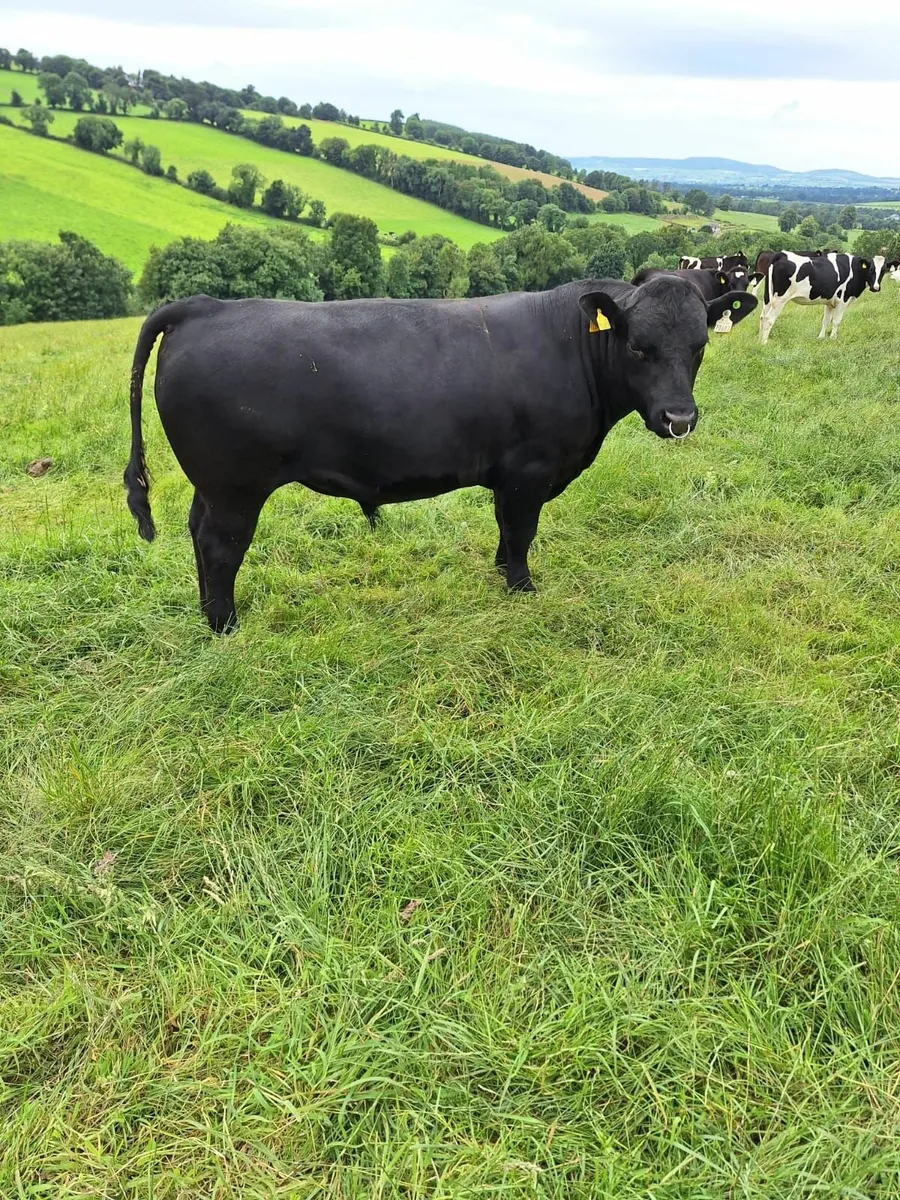 Pedigree Aberdeen Angus Bull - Image 3