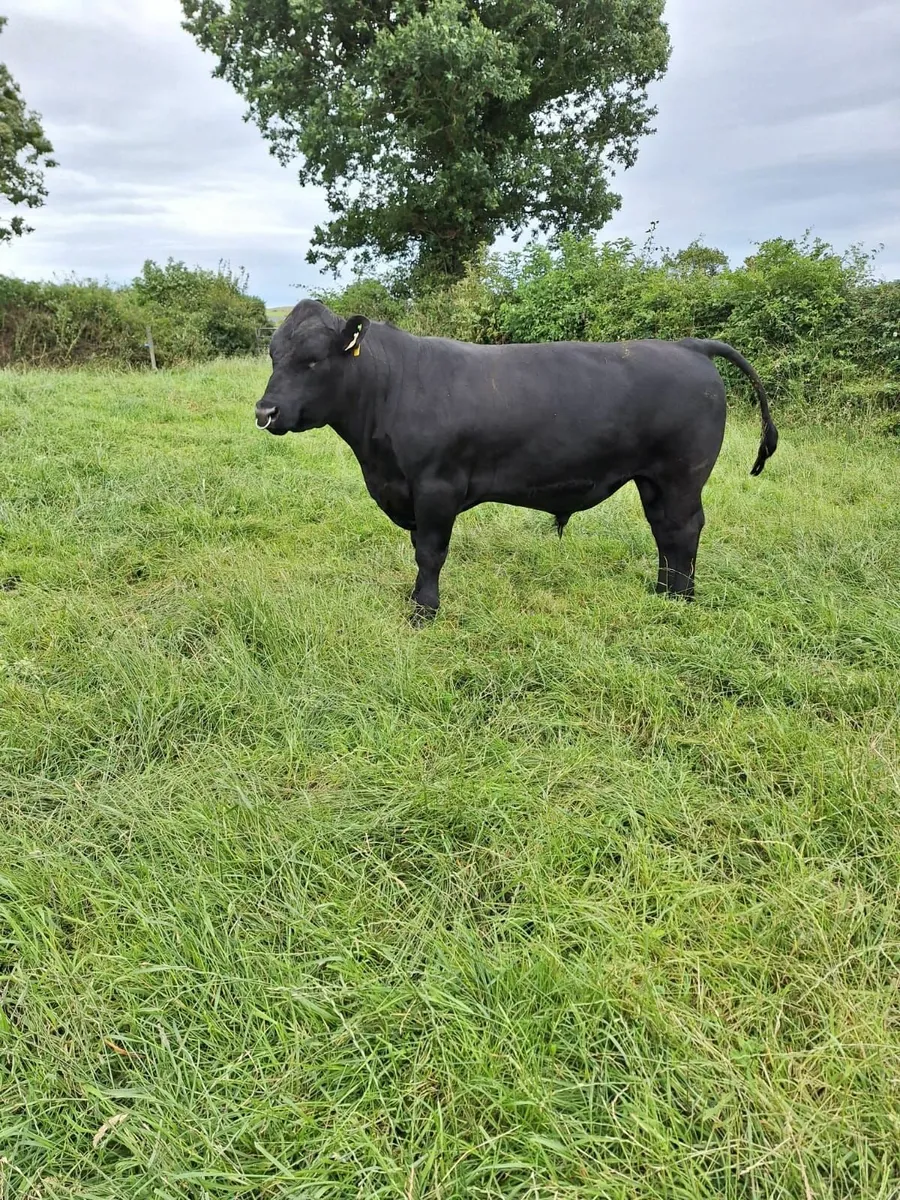 Pedigree Aberdeen Angus Bull - Image 4