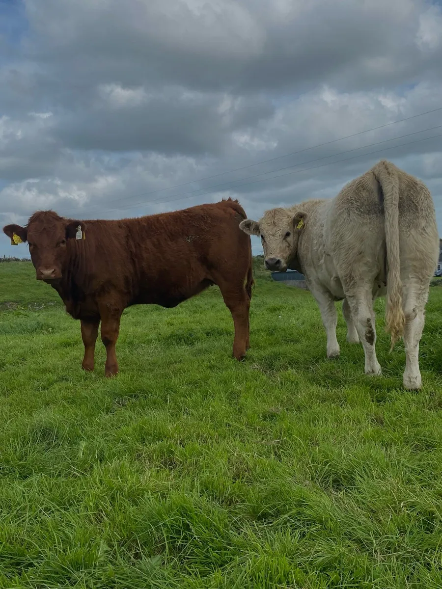 Livestock - Image 1