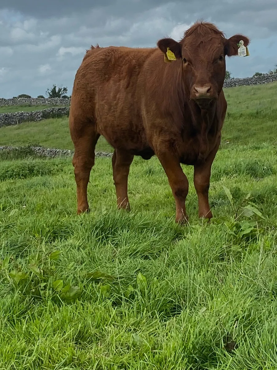 Livestock - Image 2