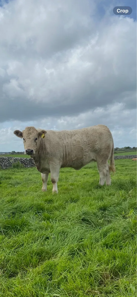 Livestock - Image 3