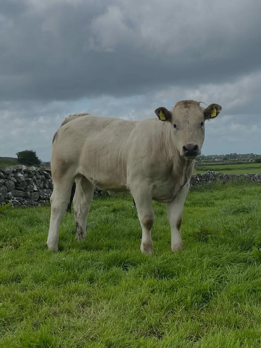 Livestock - Image 4