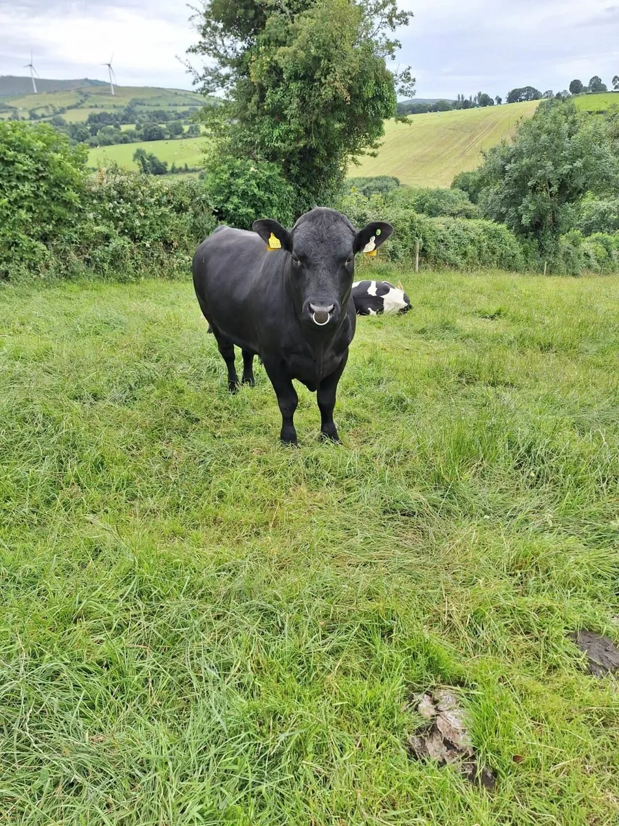 Pedigree Aberdeen Angus Bull - Image 1