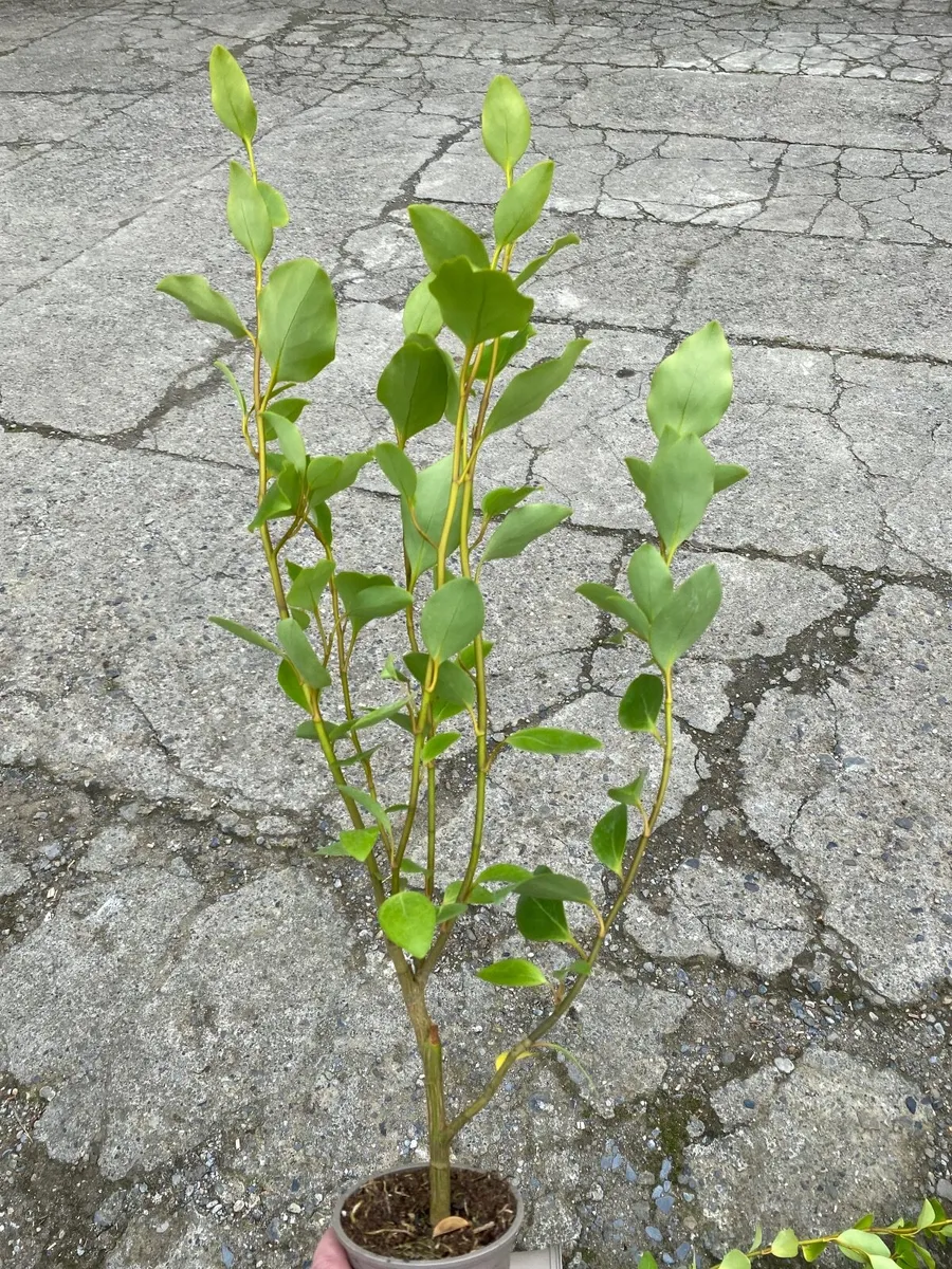 Griselinia hedging - Image 4