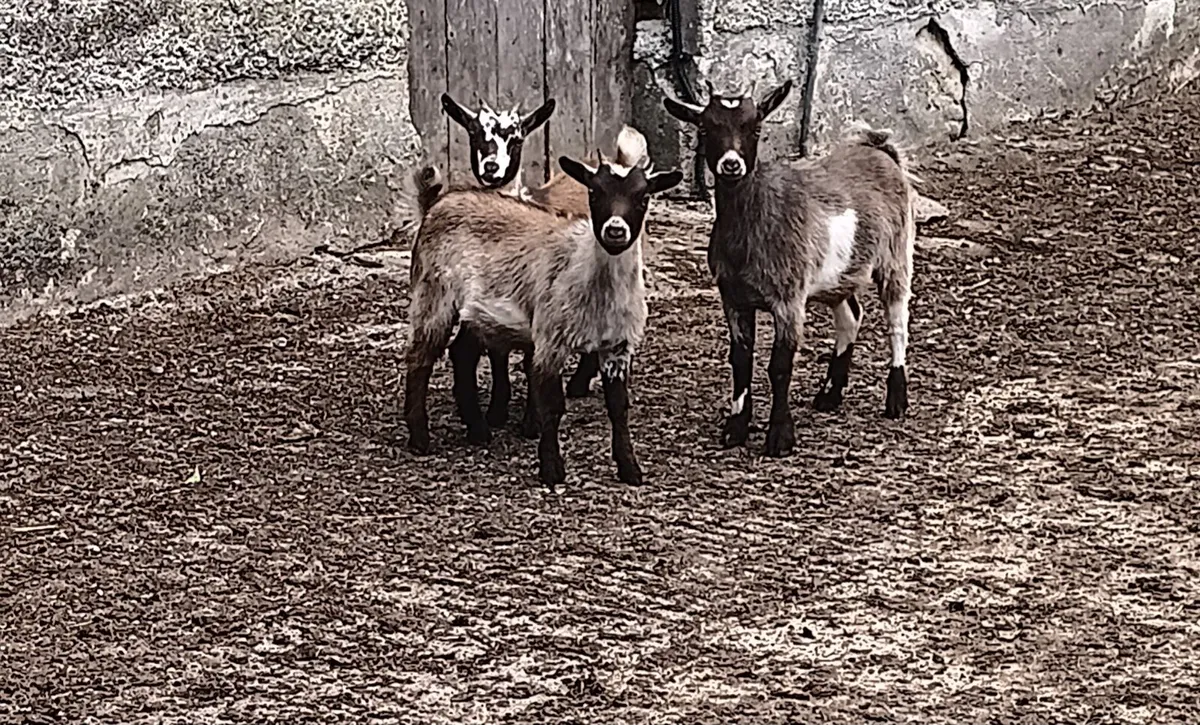 3 Female Pygmy Kid Goats - Image 1
