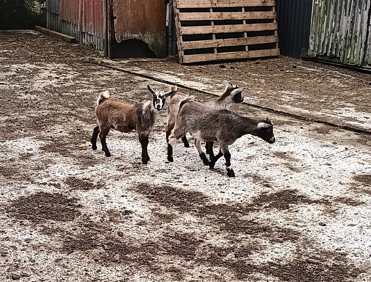 3 Female Pygmy Kid Goats - Image 2