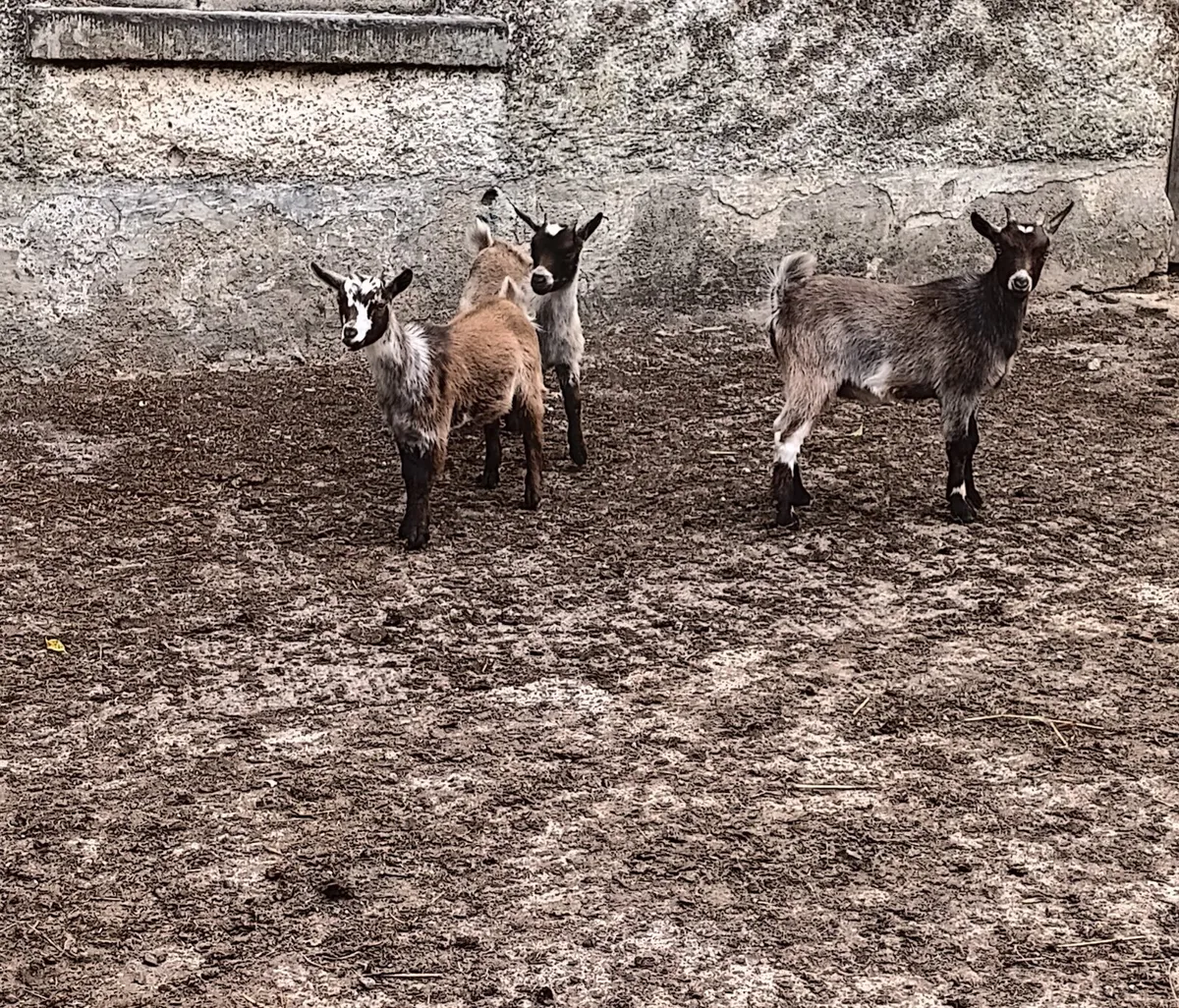 3 Female Pygmy Kid Goats - Image 3