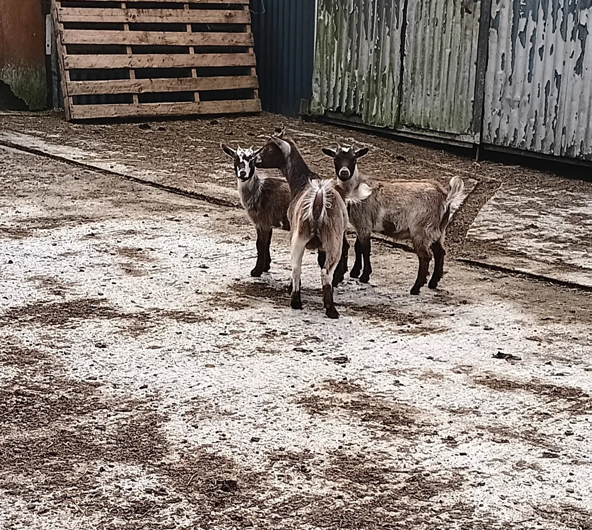 3 Female Pygmy Kid Goats - Image 4