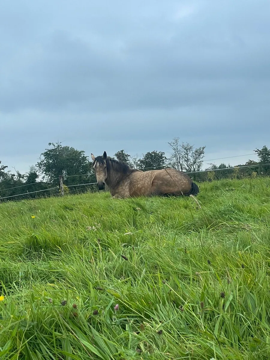 Grass/Grazing/Retirement Livery - Image 2