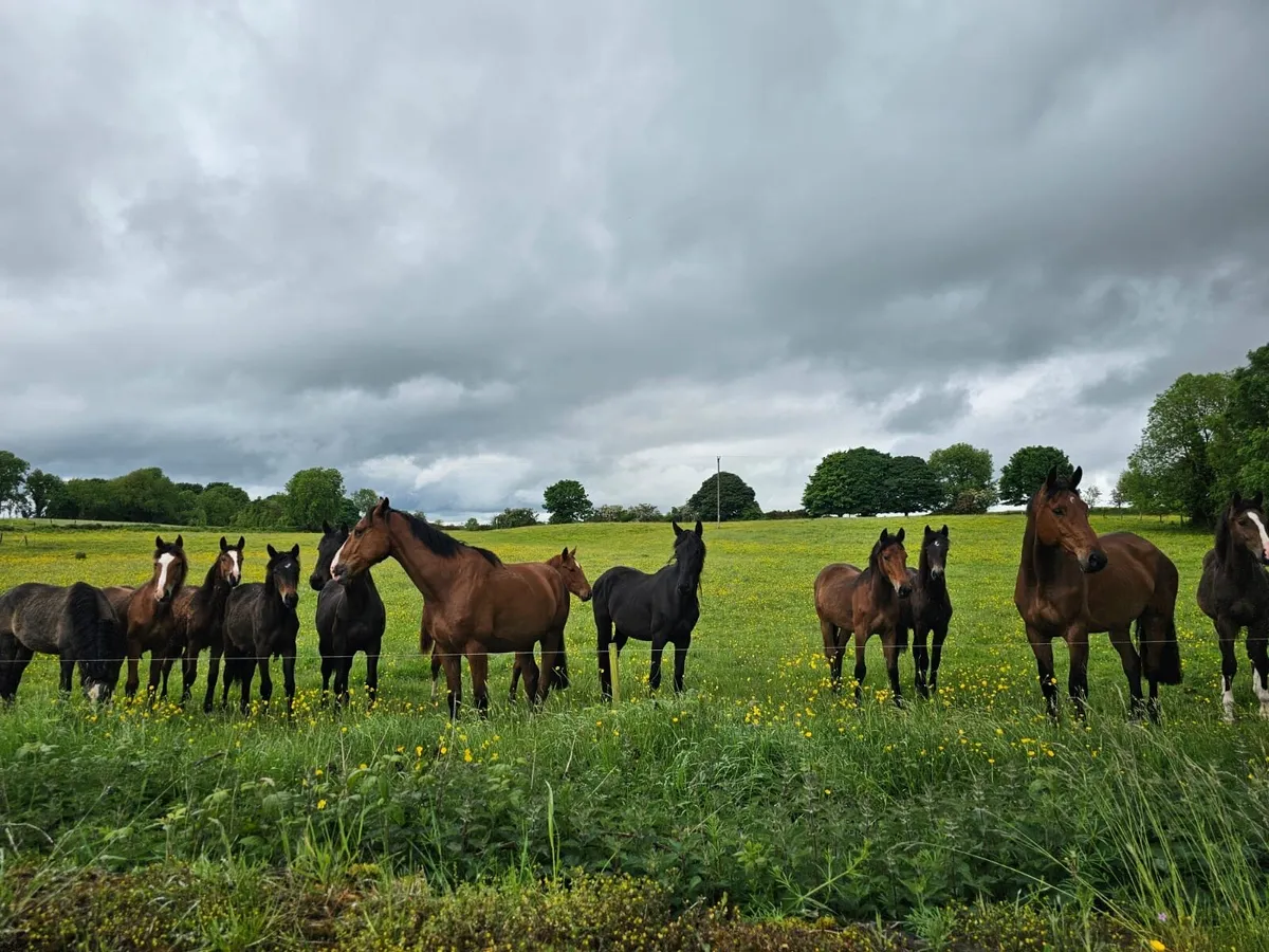Grass/Grazing/Retirement Livery - Image 3