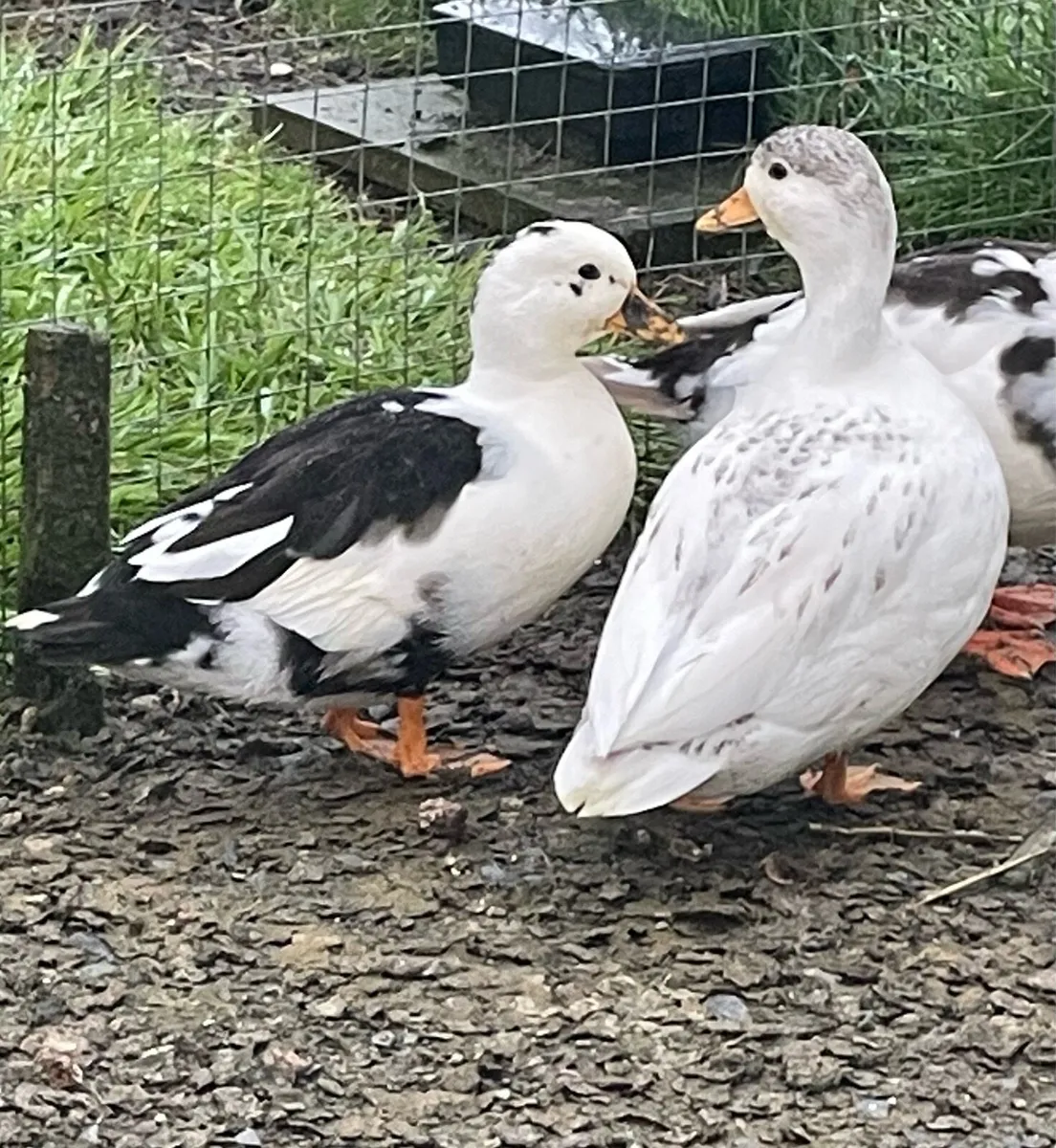 Call ducks and Rooster - Image 1