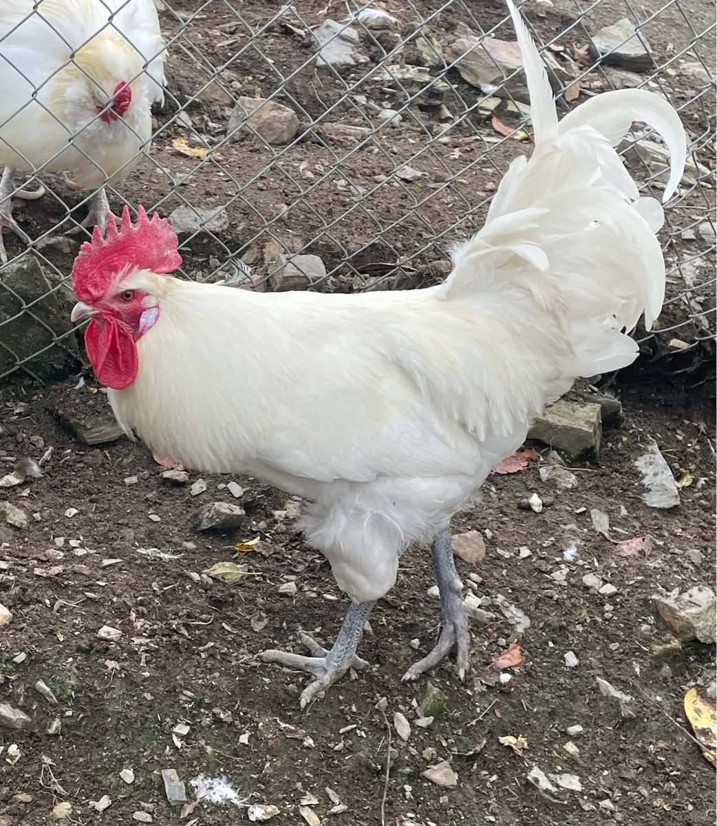 Call ducks and Rooster - Image 2