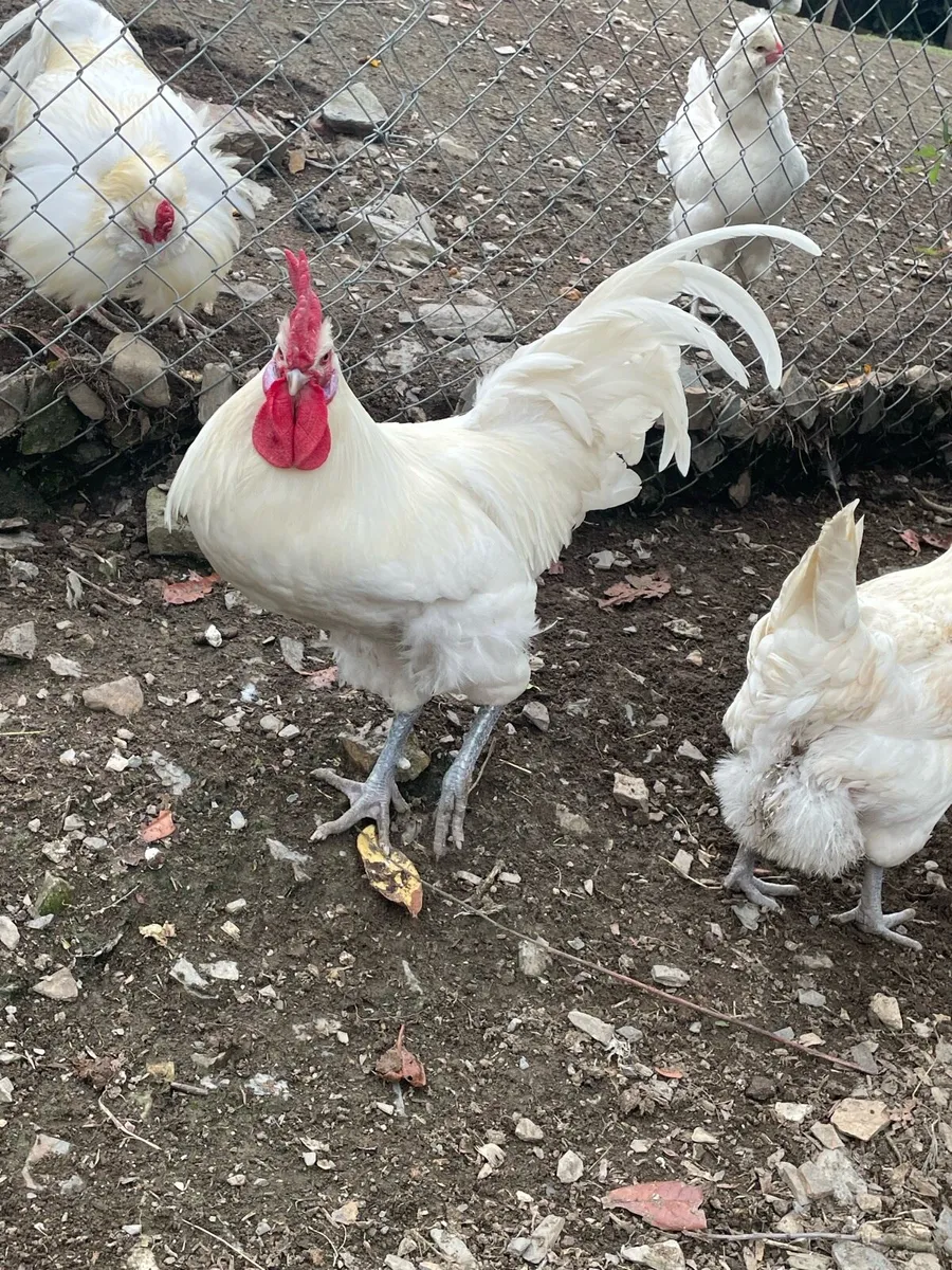 Call ducks and Rooster - Image 3