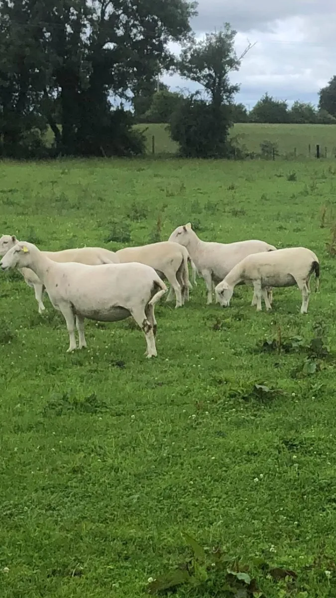 Easycare rams - Image 1
