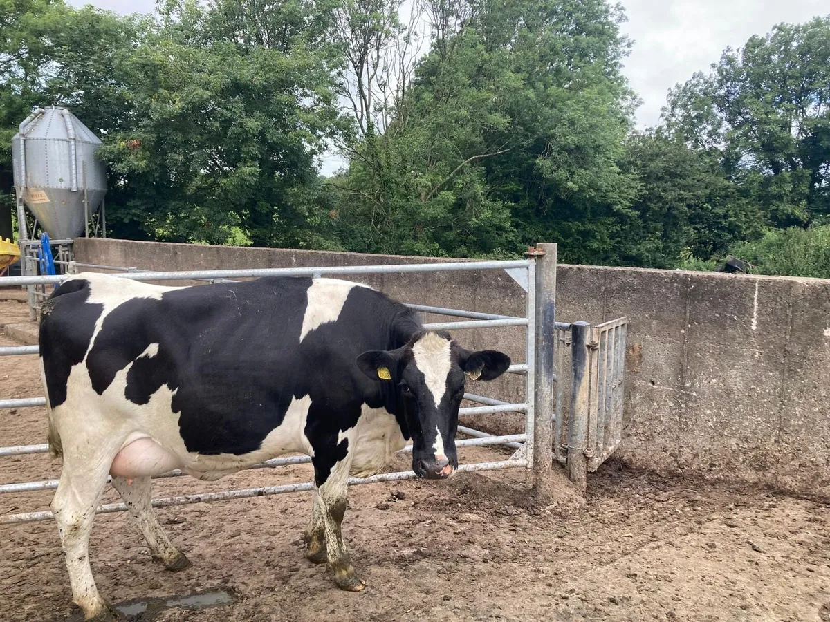 Freisan heifer - Image 1
