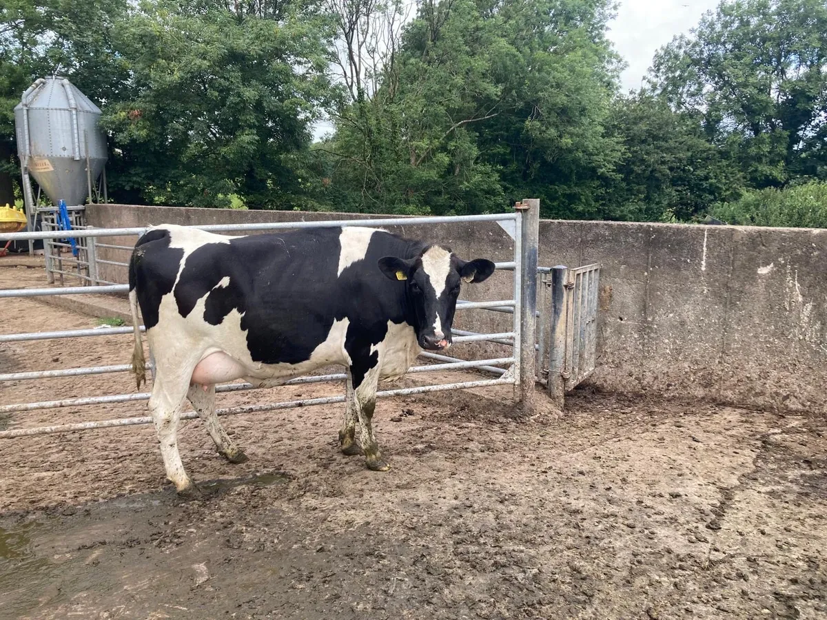 Freisan heifer - Image 2