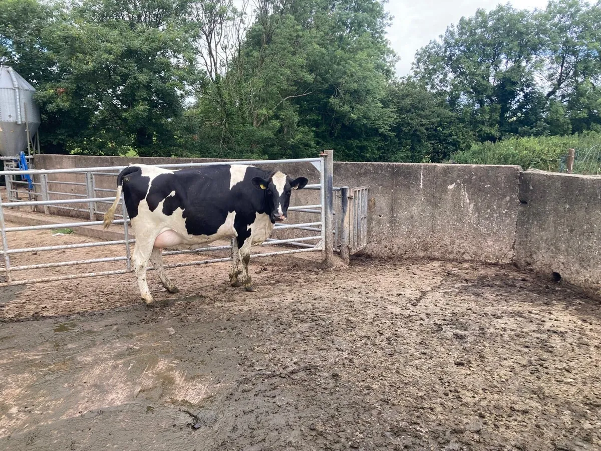 Freisan heifer - Image 3
