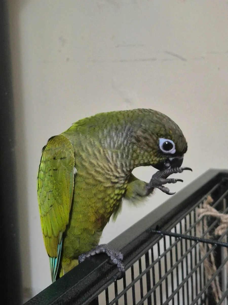 10 week old Conure