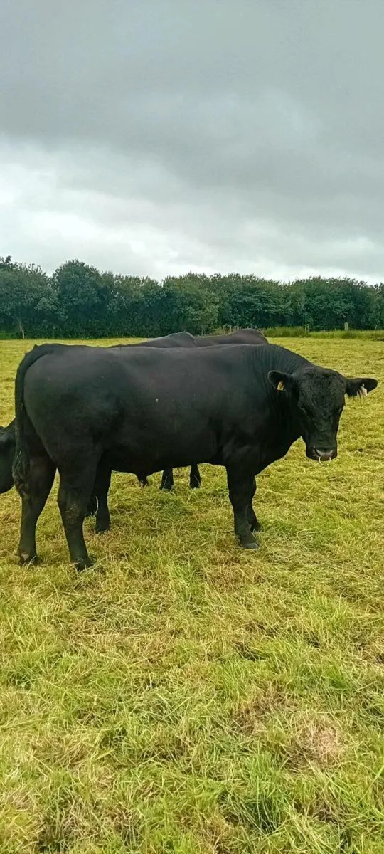 AA BULL 5 🌟 🌟 🌟 🌟 🌟 - Image 2