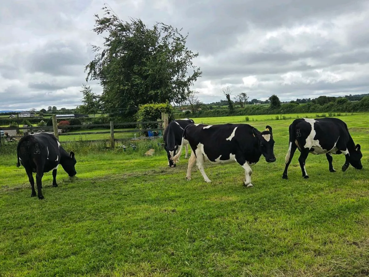 6 incalf autumn calvers - Image 1