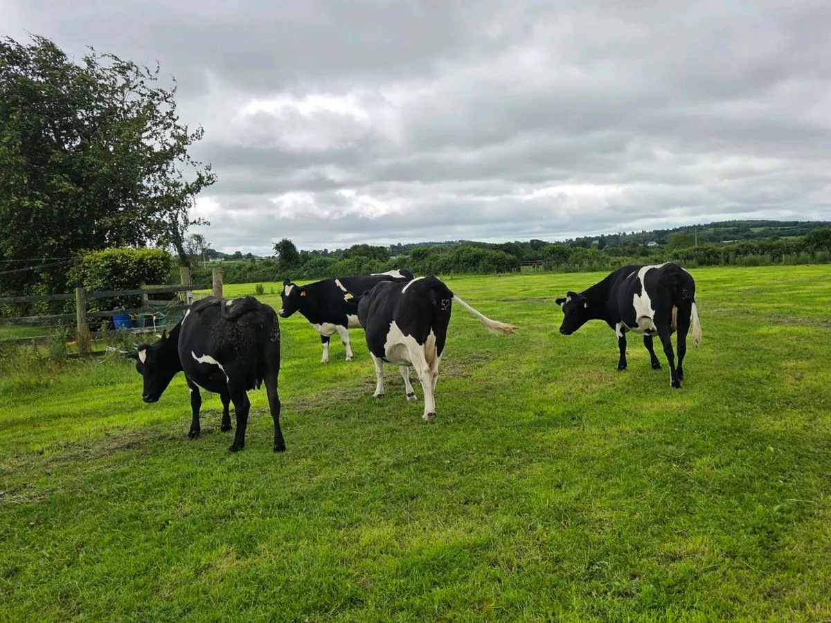 6 incalf autumn calvers - Image 2