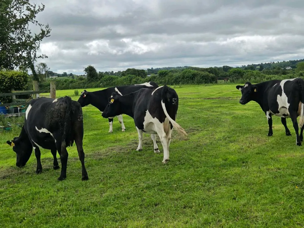 6 incalf autumn calvers - Image 3