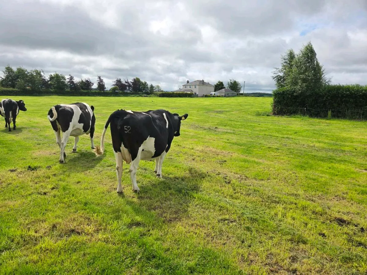 6 incalf autumn calvers - Image 4