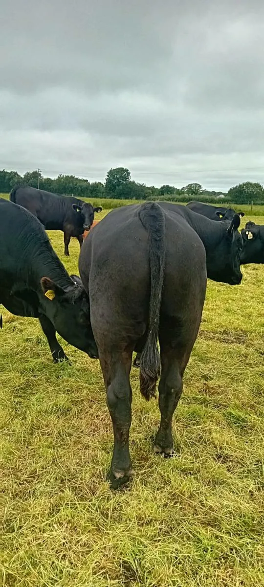 AA BULL 5 🌟 🌟 🌟 🌟 🌟 - Image 3