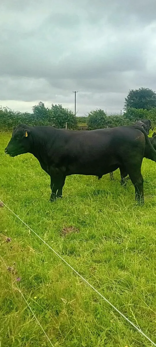 AA BULL 5 🌟 🌟 🌟 🌟 🌟 - Image 1