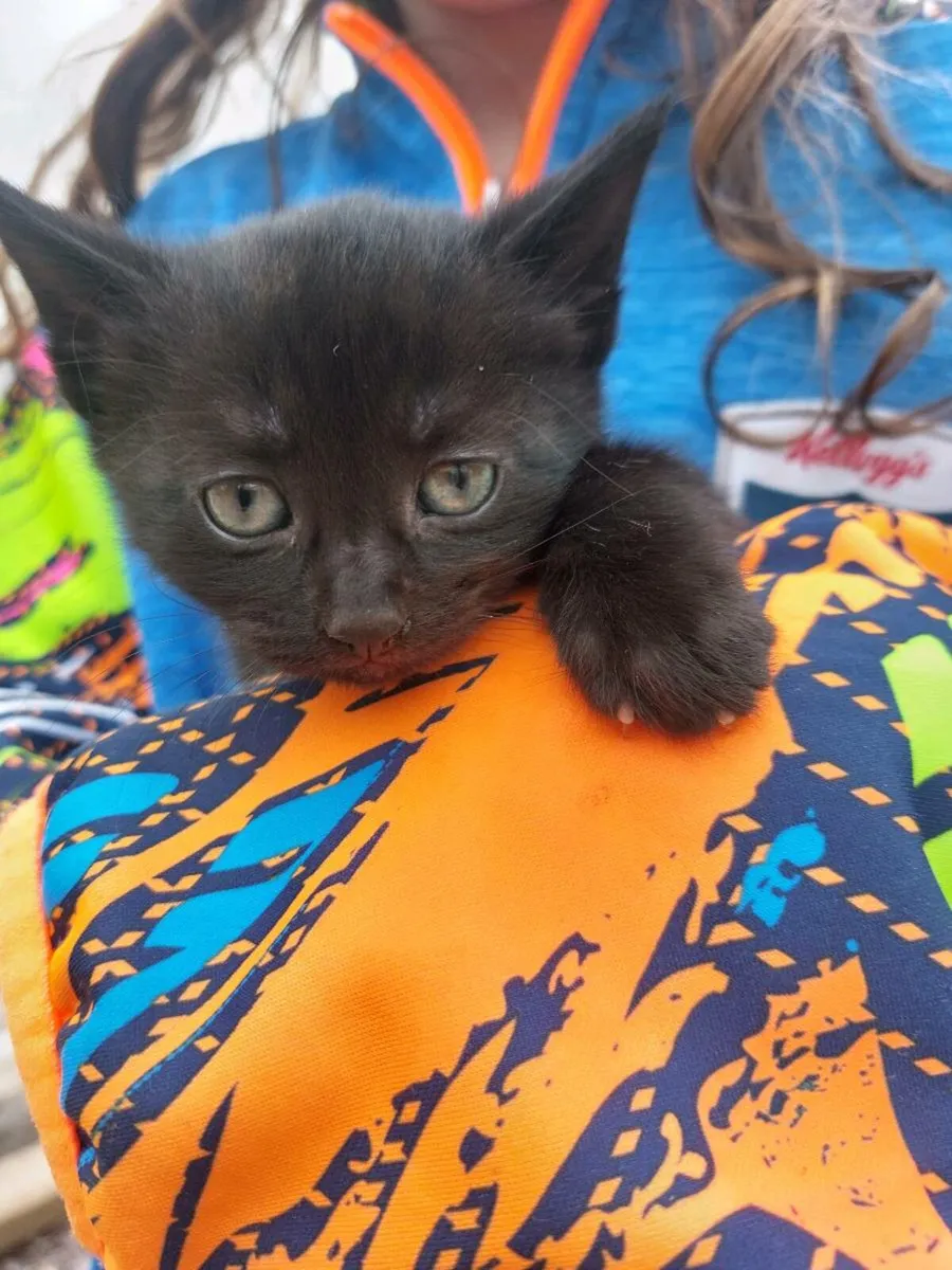 All black Adorable boy Kitten, free Kitten Carrier - Image 1