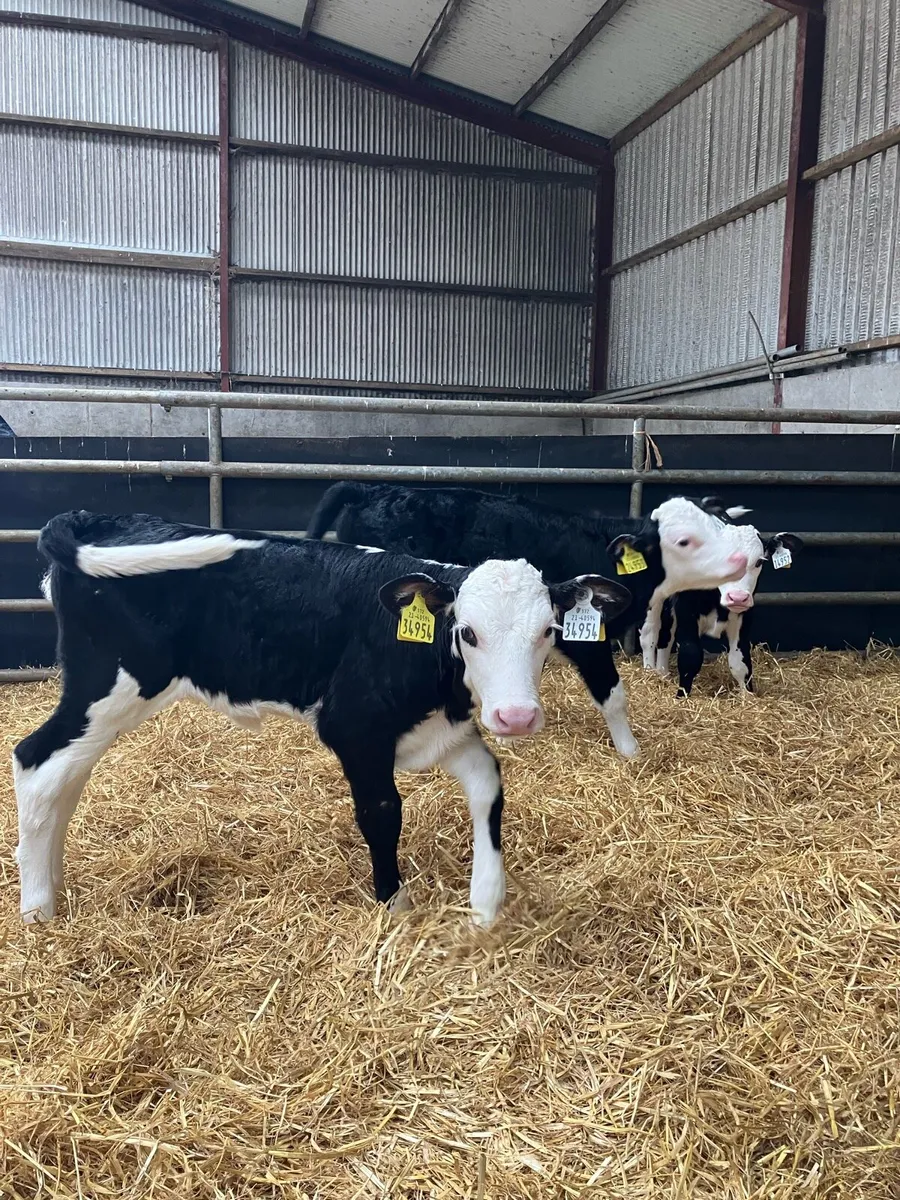 Calves - Image 2