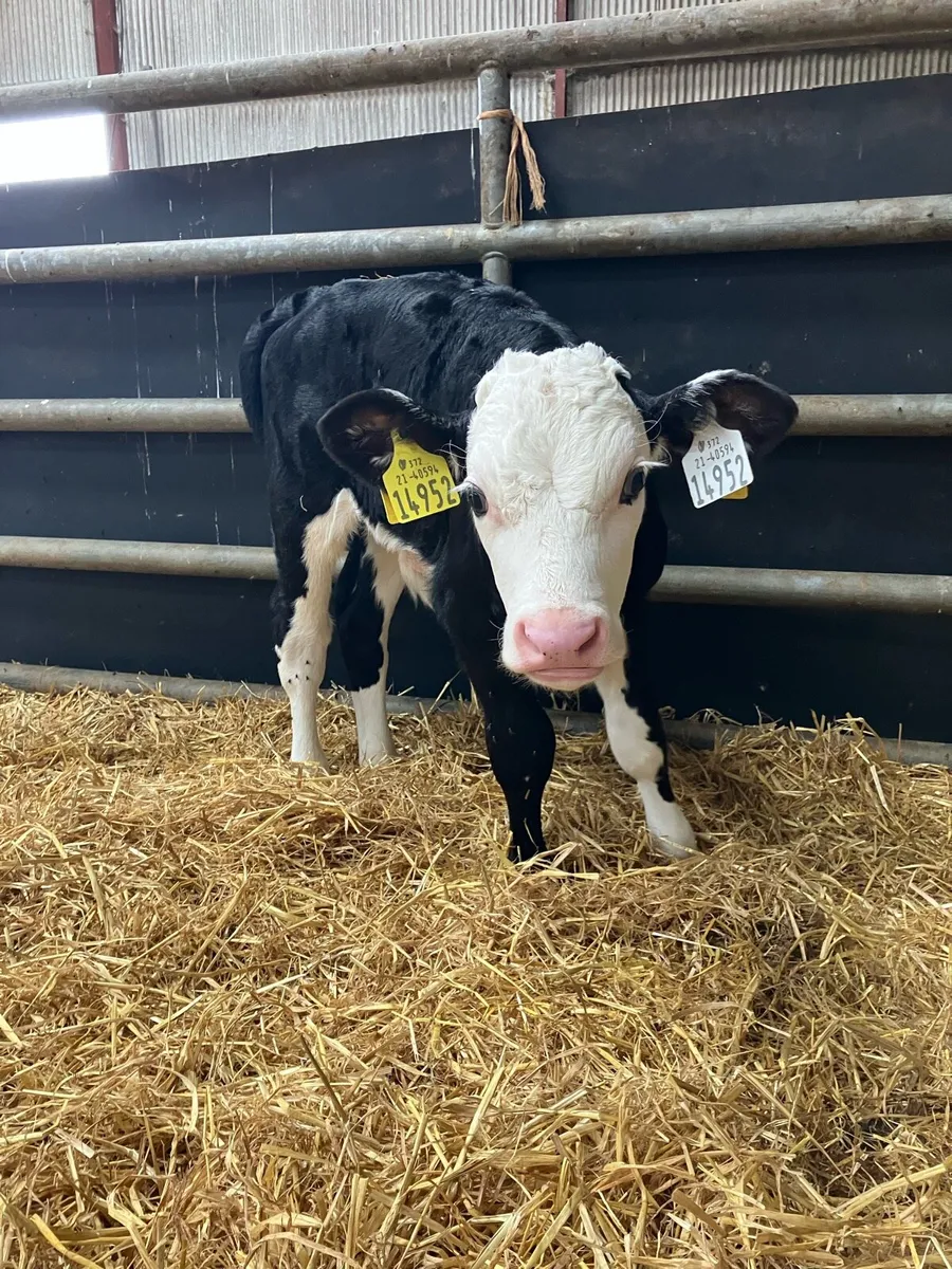 Calves - Image 3