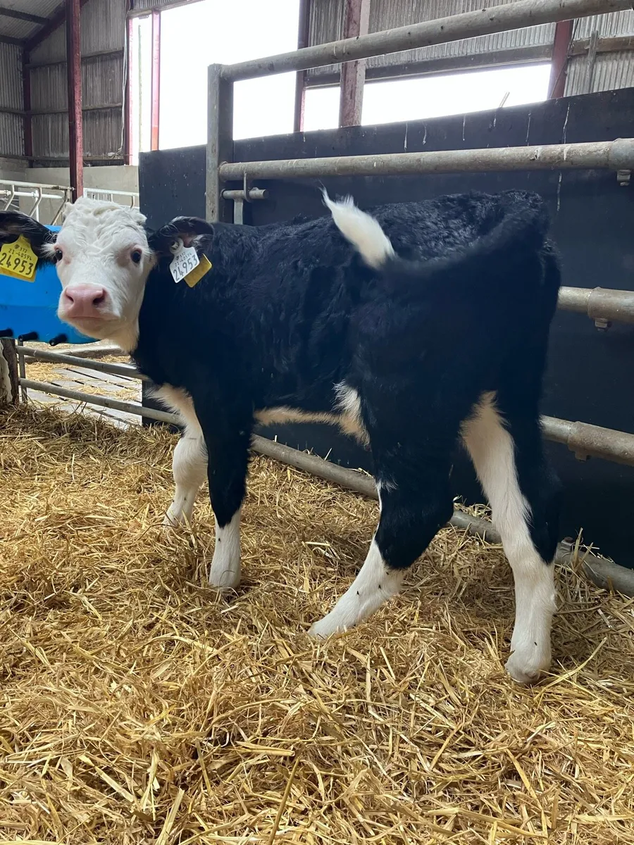 Calves - Image 4