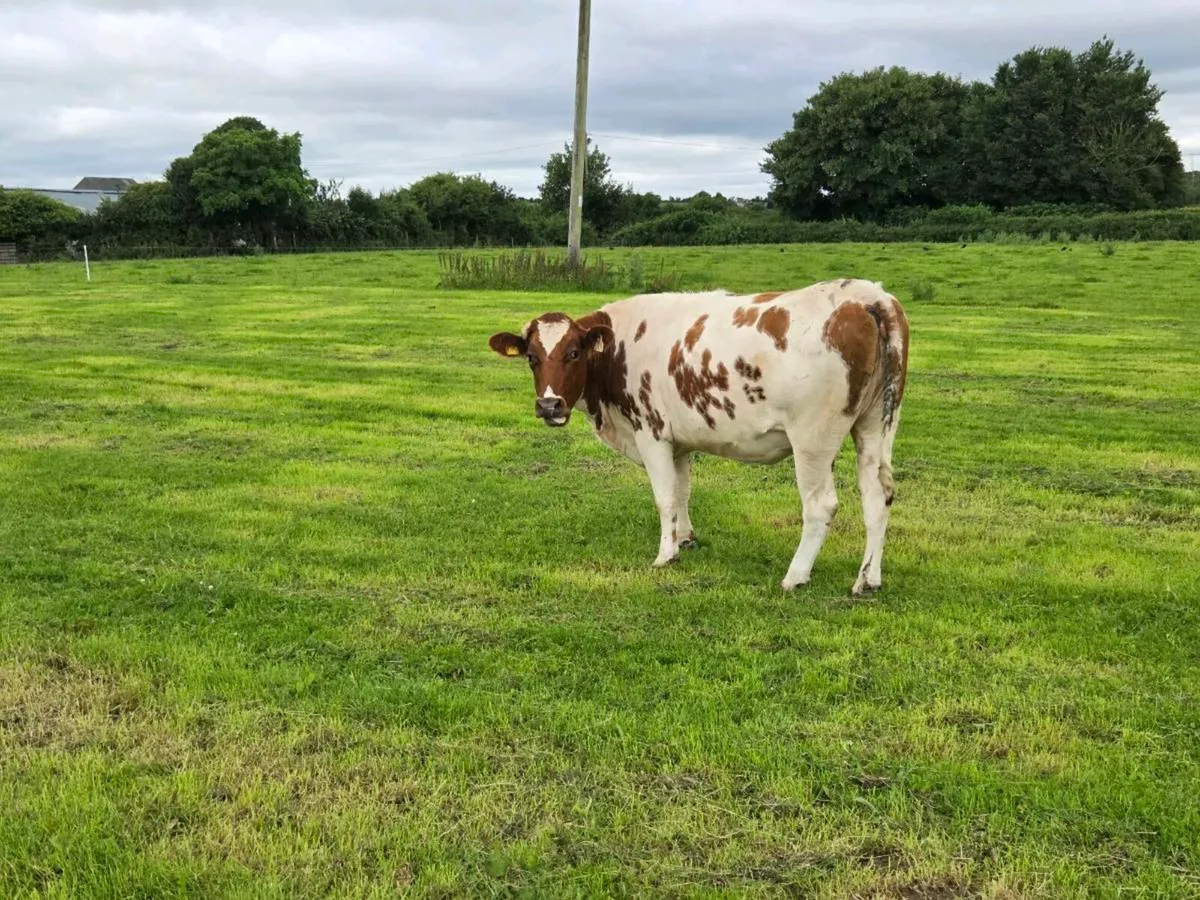 Incalf shorthorn heifer - Image 1