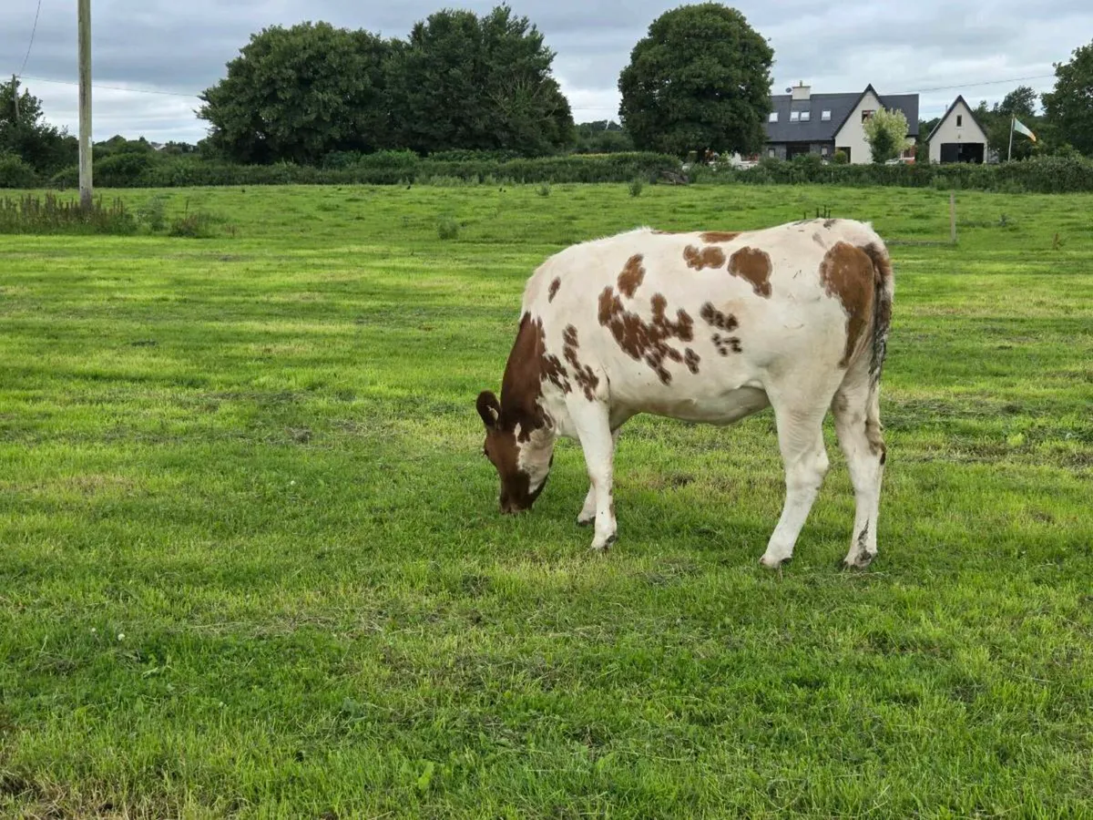 Incalf shorthorn heifer - Image 2