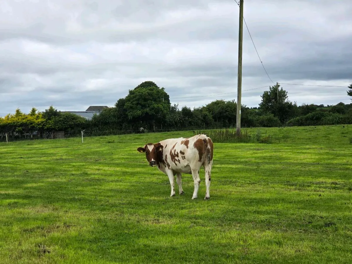 Incalf shorthorn heifer - Image 3