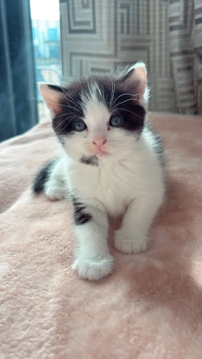 Kitten - Image 1