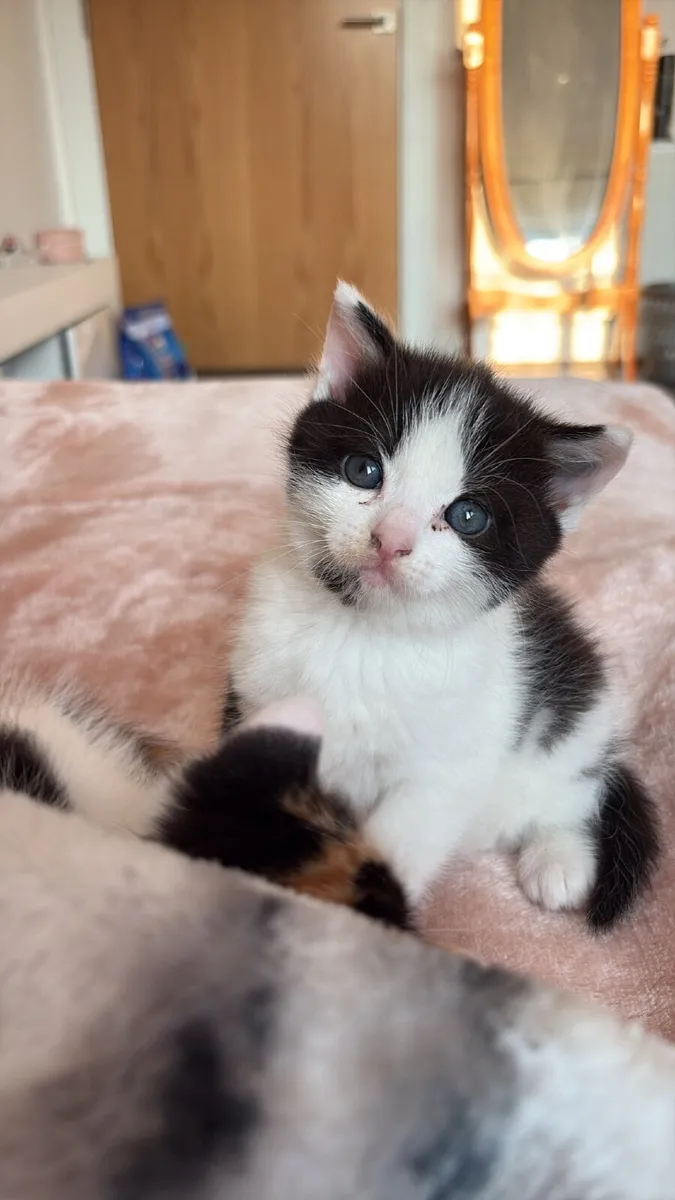 Kitten - Image 2