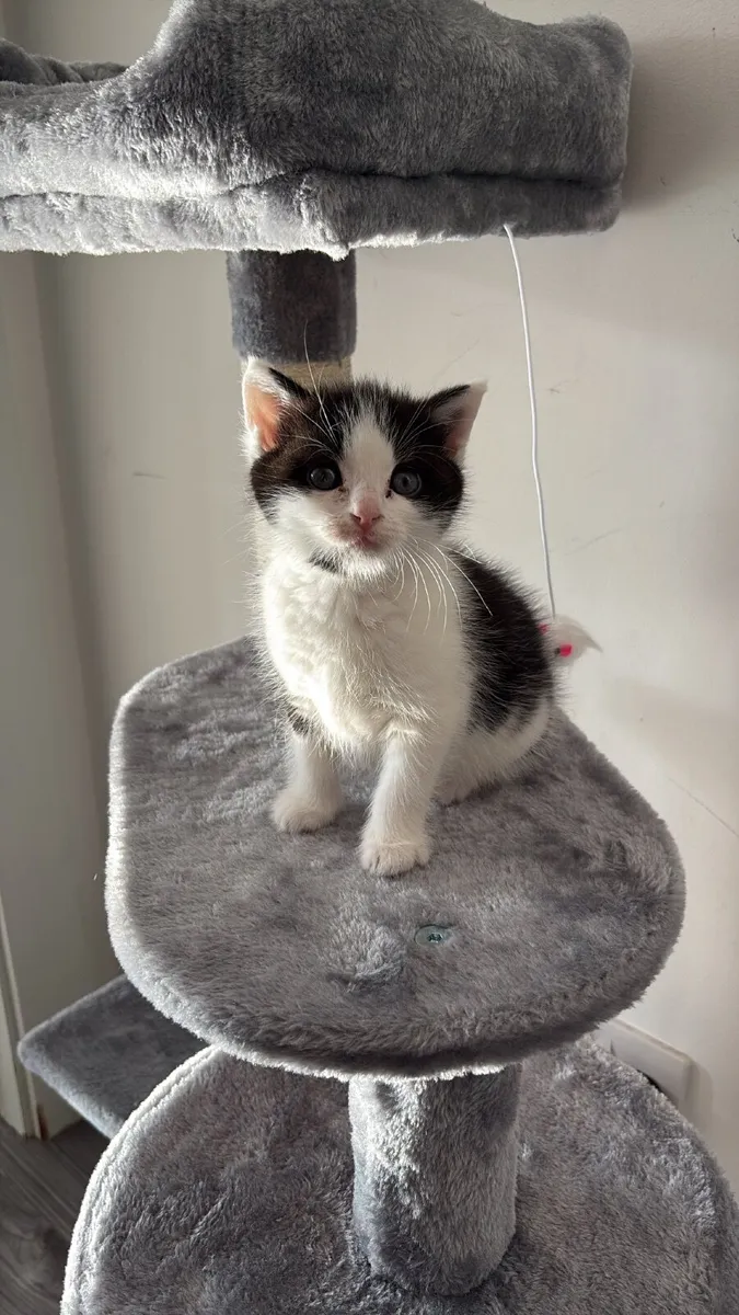 Kitten - Image 3