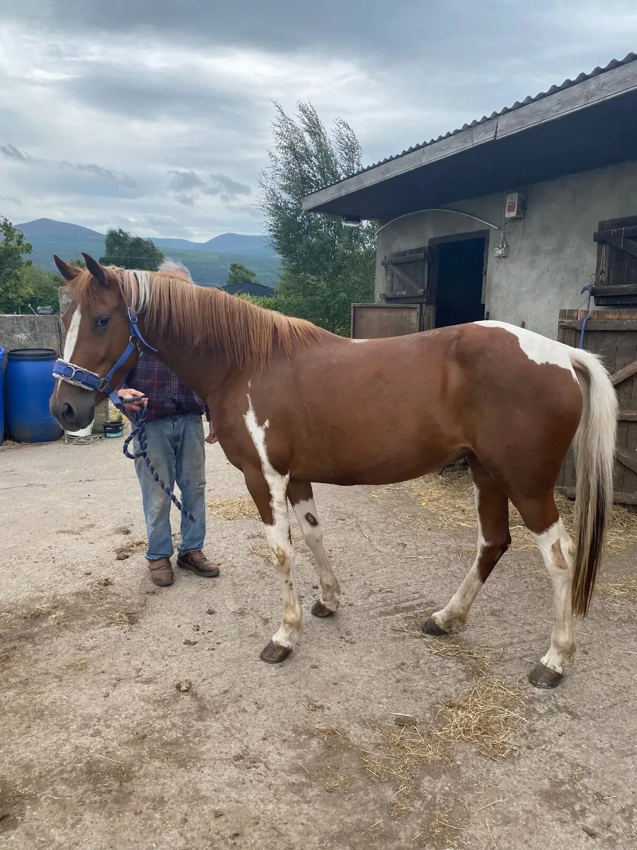 Horse - Image 1
