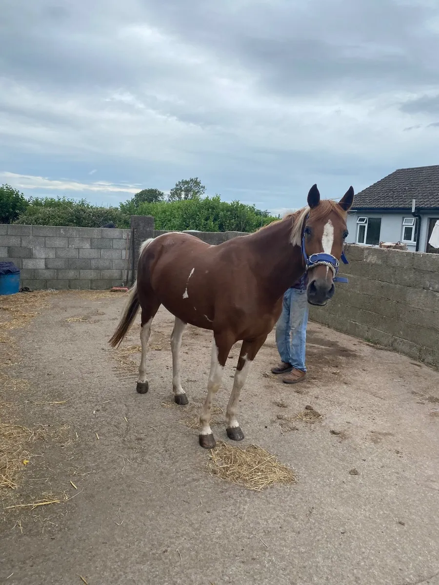 Horse - Image 2