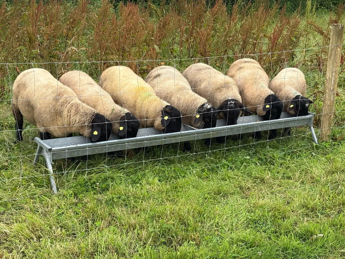 SIS Pedigree Suffolk Ram Lambs - Image 1