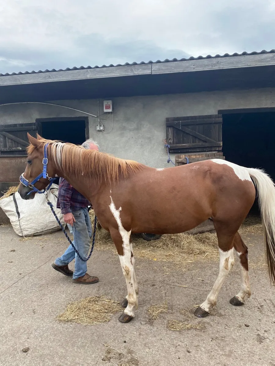 Horse - Image 3